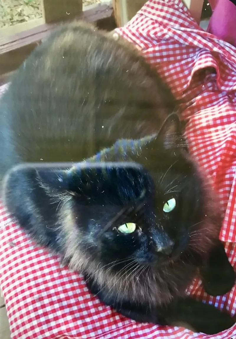 An adult medium-sized male Black American Bobtail cat named Bob……needs A Real “cat for adoption in Cantonment, FL