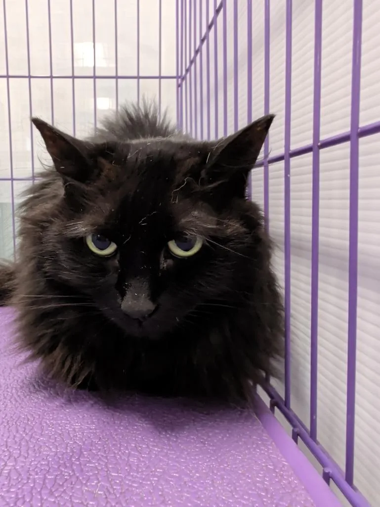 Kiri