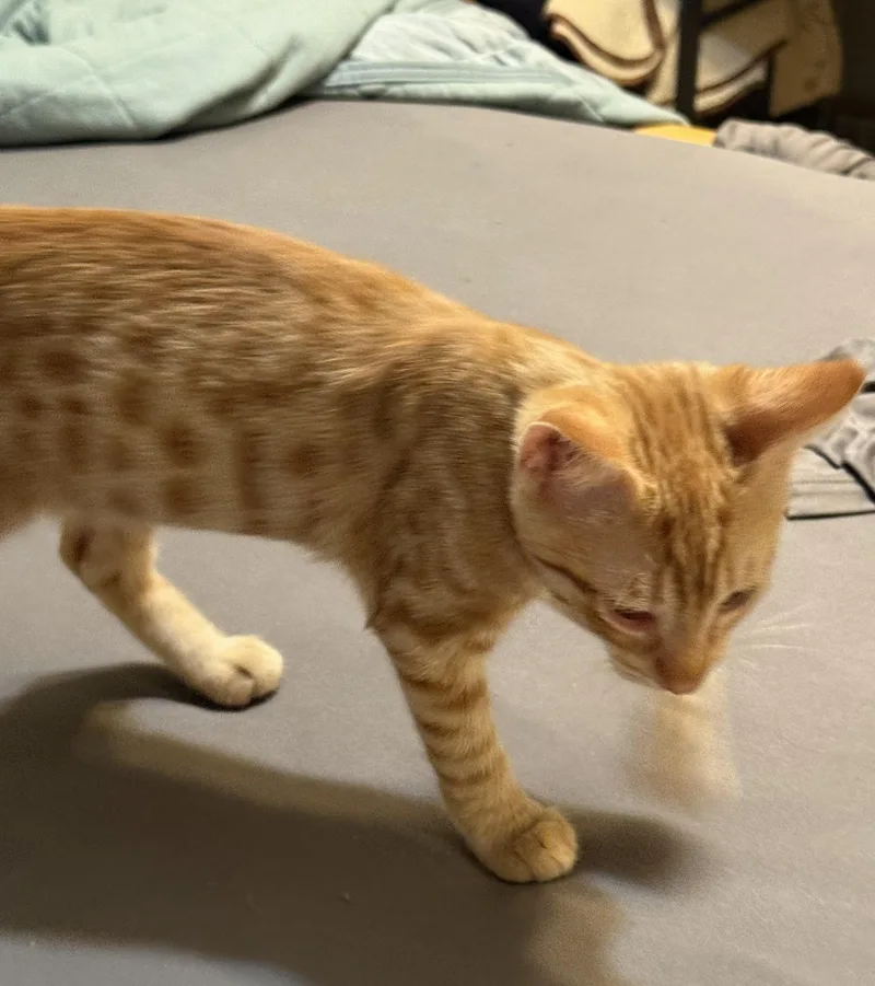 Tiger thumbnail 3