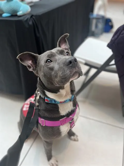 An adult medium-sized male Pit Bull Terrier dog named Kilo for adoption in Indianapolis, IN