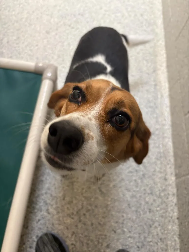 An adult small-sized female Tricolor (Brown, Black, & White) Beagle dog named Ruby for adoption in Bowling Green, OH