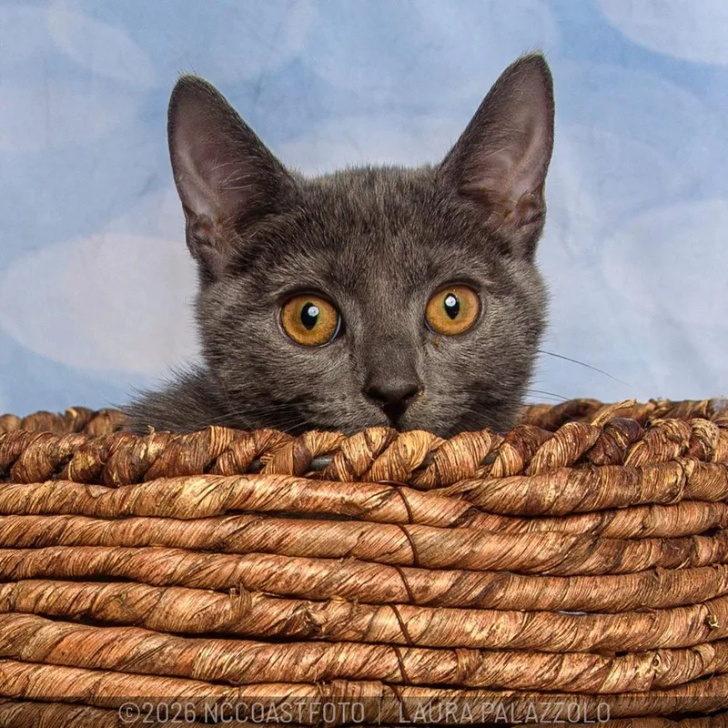 A baby small-sized female Gray / Blue / Silver Domestic Short Hair cat named Starlight for adoption in Emerald Isle, NC