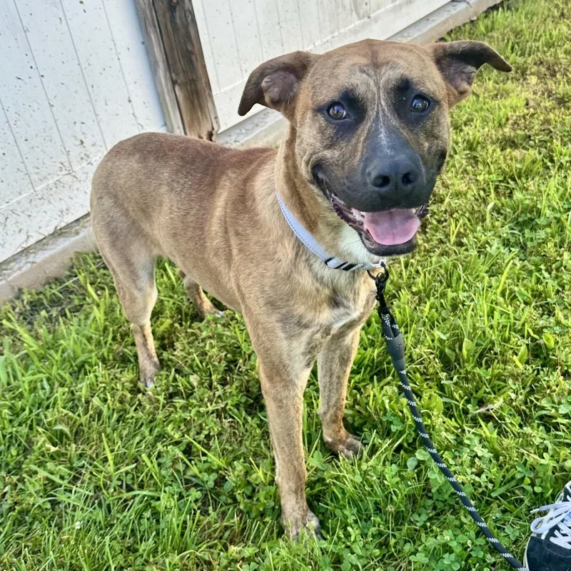 An adult large-sized male Yellow / Tan / Blond / Fawn Mixed Breed dog named Mathayus K for adoption in Union, MO