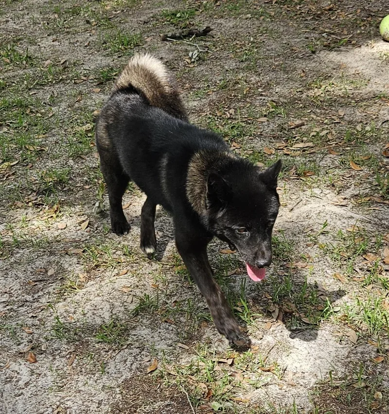 An adult medium-sized female Akita dog named Nix for adoption in Jacksonville, FL