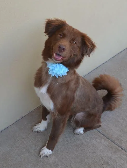 A young large-sized female Australian Shepherd dog named Lola for adoption in McKinney, TX