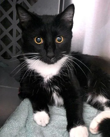 An adult small-sized female Domestic Short Hair cat named Teresa for adoption in West Seneca, NY