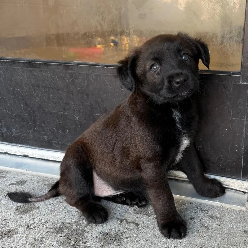 A baby small-sized female Black Mixed Breed dog named Berry Scary for adoption in Martinsville, VA