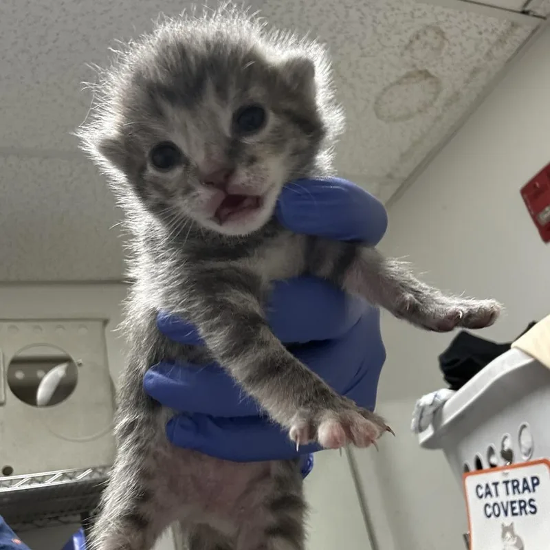 A baby small-sized female Gray / Blue / Silver Domestic Short Hair cat named Ocho for adoption in Philadelphia, PA