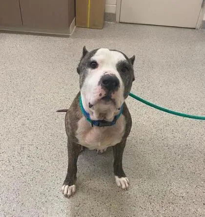An adult medium-sized male Pit Bull Terrier dog named Tyson for adoption in Fishers, IN