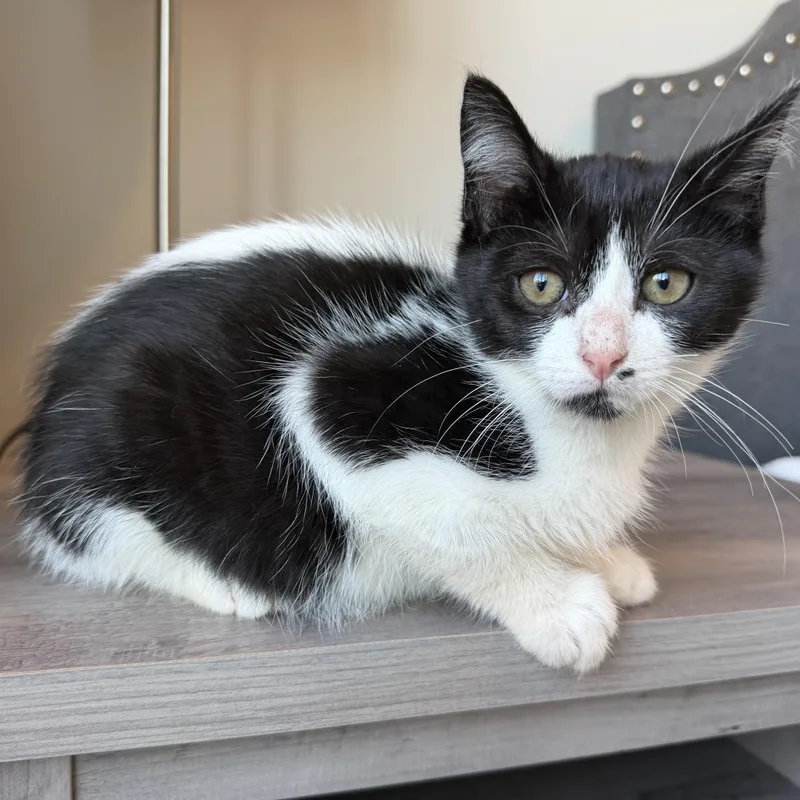 A baby medium-sized female Black & White / Tuxedo Domestic Short Hair cat named Sydney for adoption in Pasco, WA