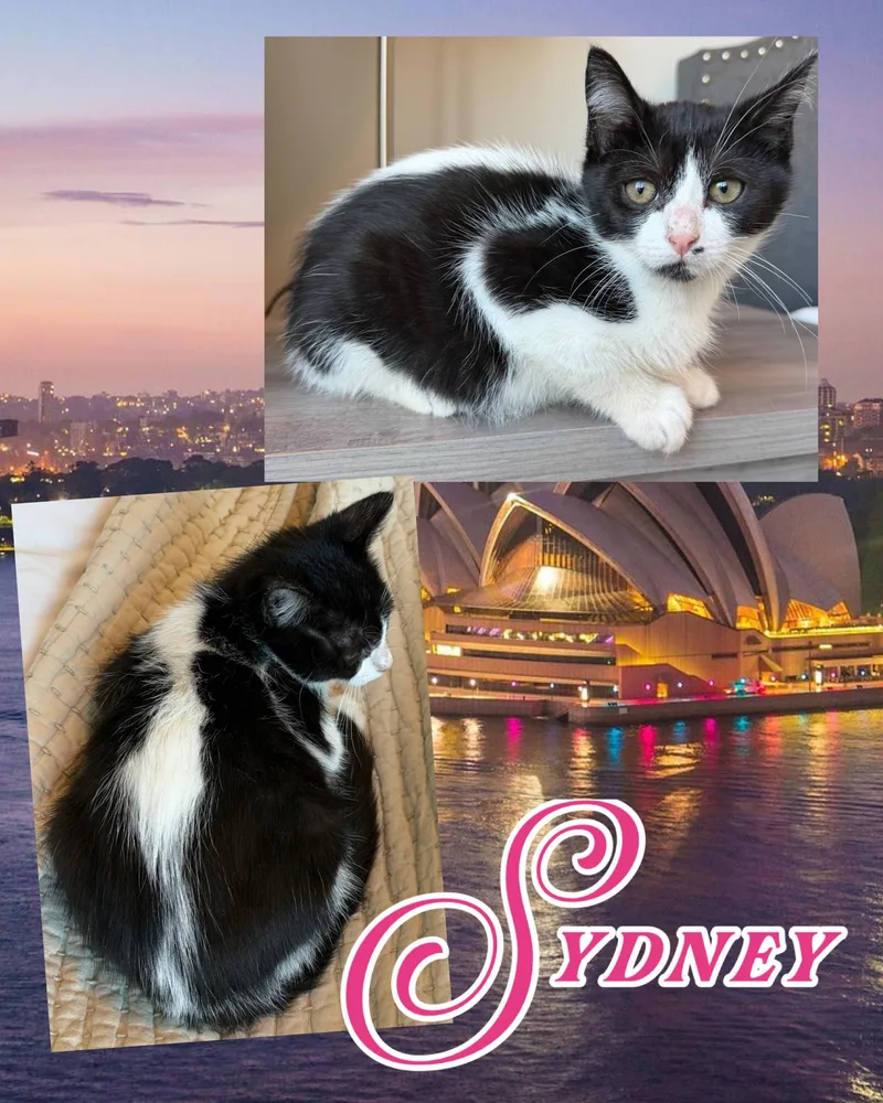 Sydney thumbnail 2