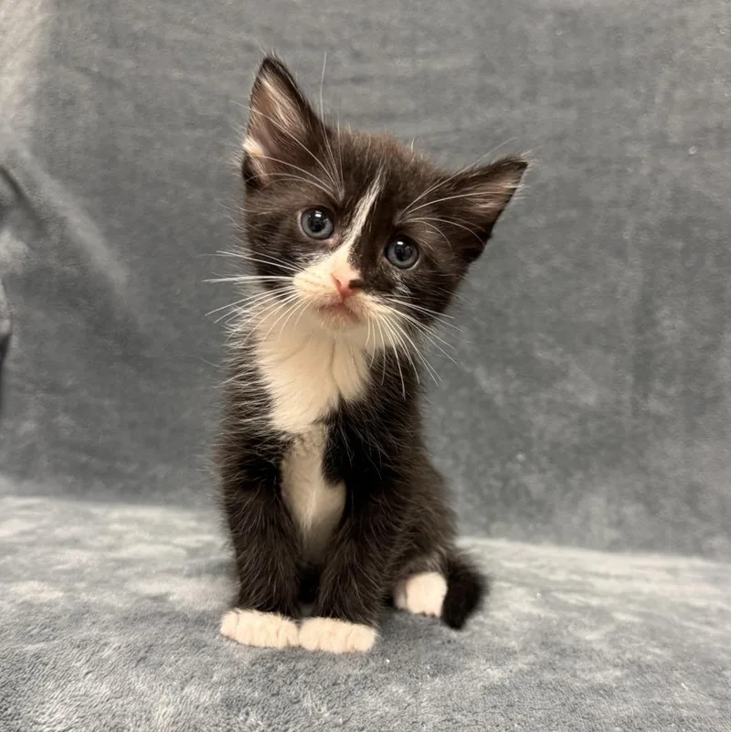A baby medium-sized male Domestic Short Hair cat named Cloud for adoption in Brenham, TX