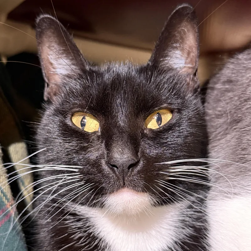 A young medium-sized female Black & White / Tuxedo Domestic Short Hair cat named Delia for adoption in Cooperstown, NY