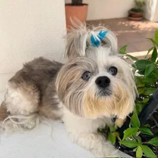 A senior small-sized female Lhasa Apso dog named Samantha for adoption in Santa Monica, CA