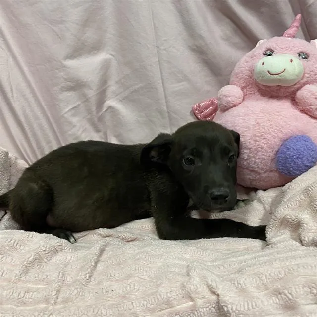 A baby small-sized male Border Collie dog named Nike for adoption in Modesto, CA