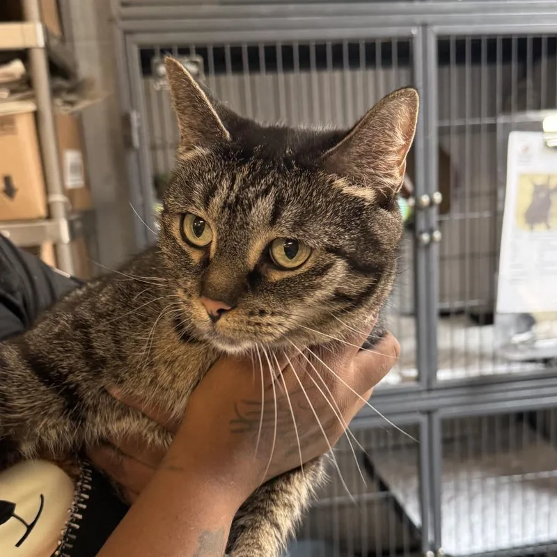 A senior small-sized female Gray / Blue / Silver Domestic Short Hair cat named MargotC for adoption in East Saint Louis, IL