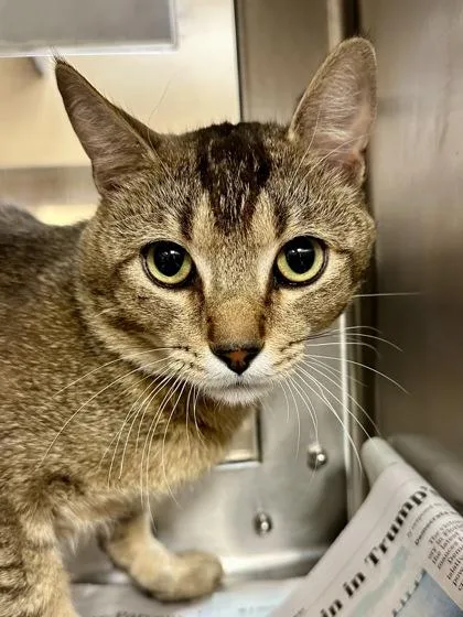 An adult large-sized male Buff / Tan / Fawn Domestic Short Hair cat named Bobby Wasabi for adoption in Wichita, KS