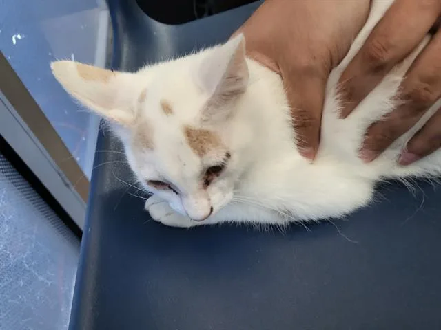 A baby medium-sized female Domestic Long Hair cat named Anastasia for adoption in Dallas, TX