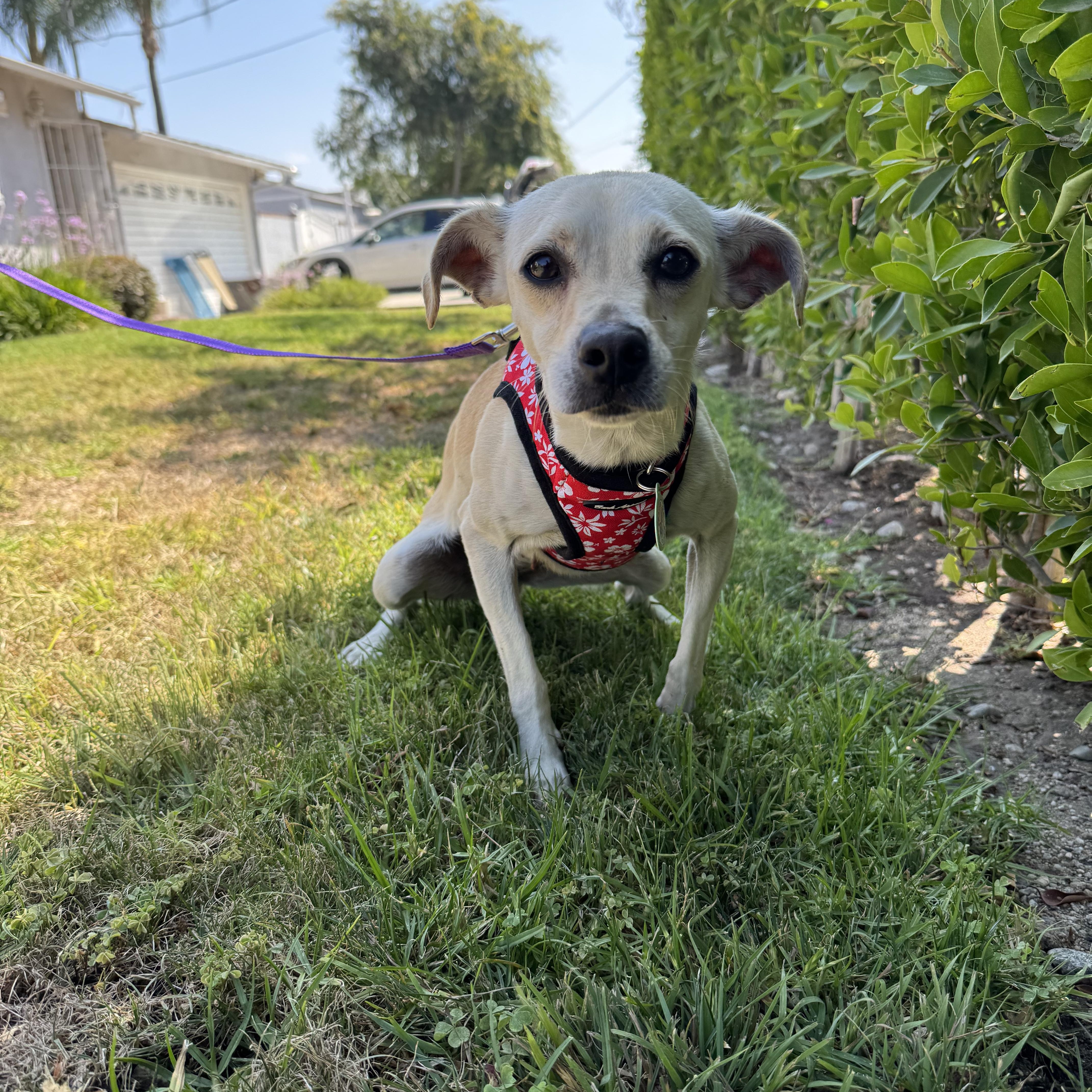 A young small-sized female Yellow / Tan / Blond / Fawn Chihuahua dog named Sunday for adoption in Sun Valley, CA