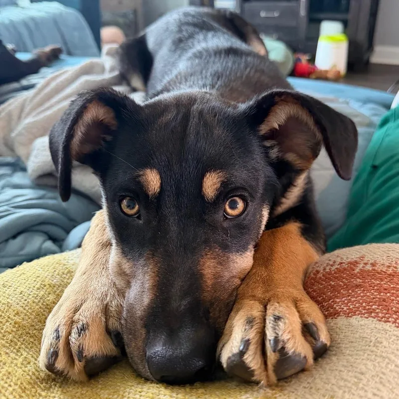 A young medium-sized male Black Mixed Breed dog named Scrappy for adoption in Cincinnati, OH