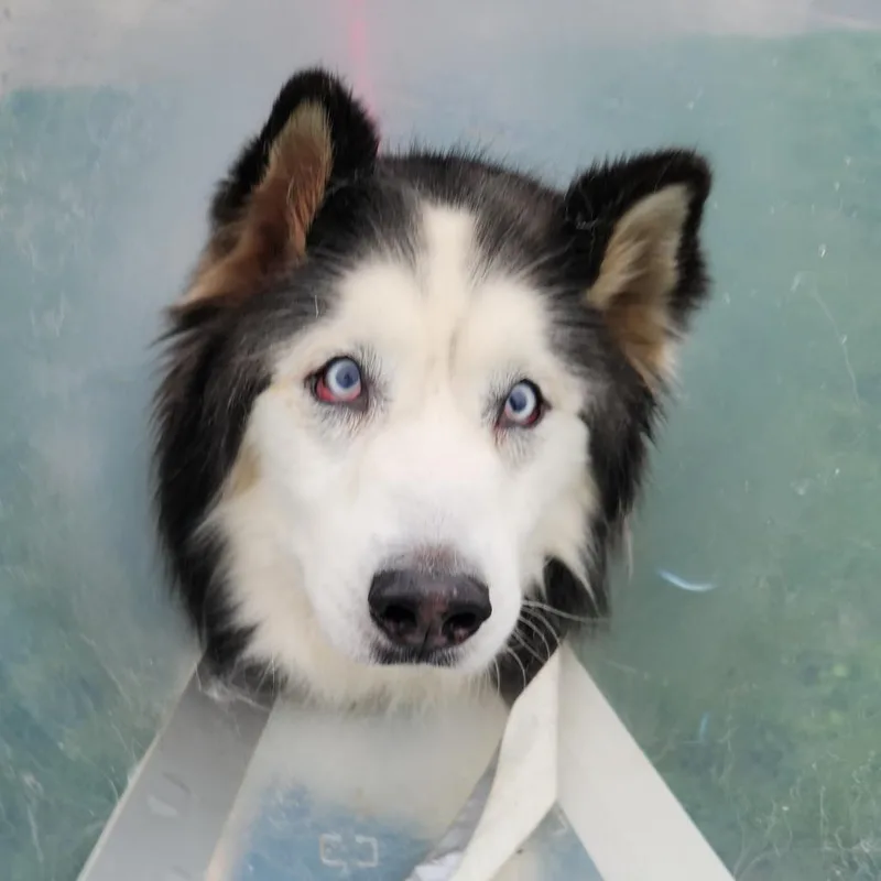 A senior medium-sized male Black Siberian Husky dog named Diesel for adoption in Fort Wayne, IN