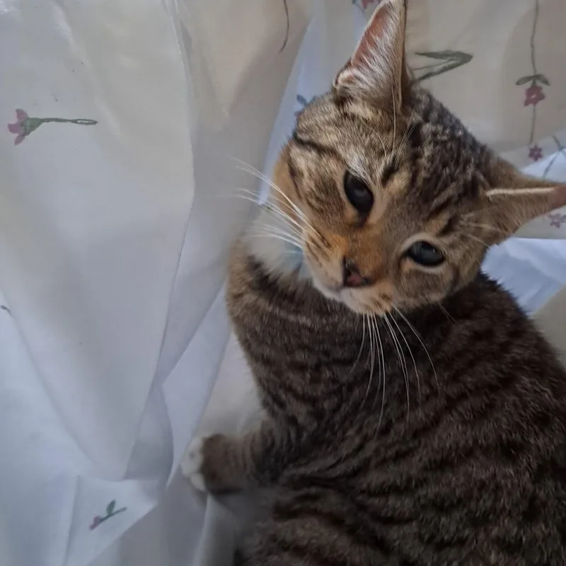 A young medium-sized male Tabby (Brown / Chocolate) Domestic Short Hair cat named Lucifer for adoption in Allison Park, PA