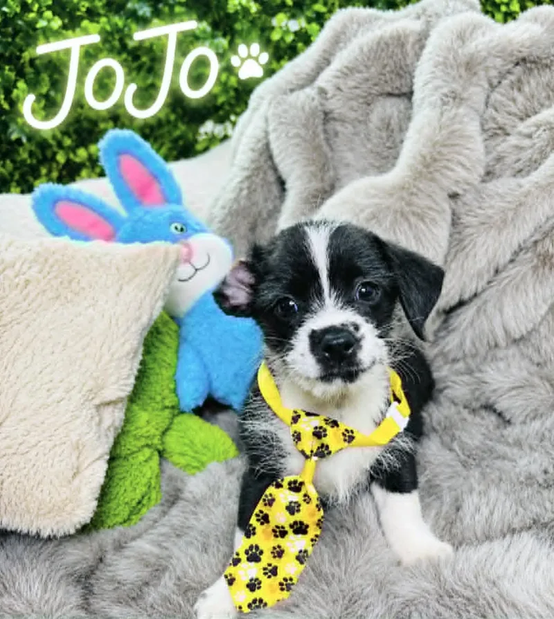 Jojo