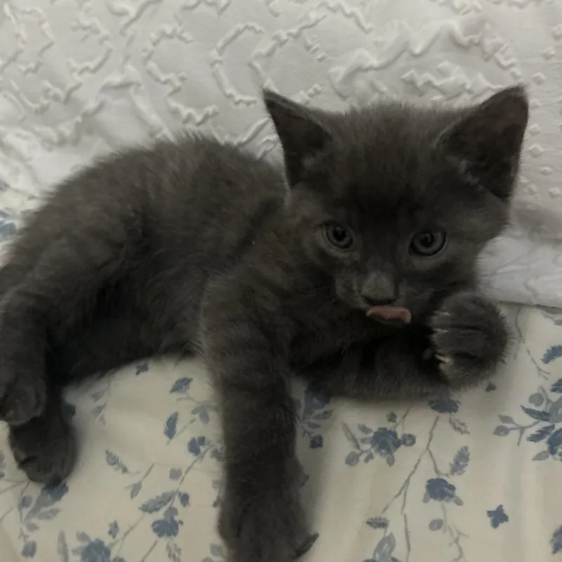 A baby small-sized female Gray / Blue / Silver Domestic Short Hair cat named Tilly for adoption in Middle Village, NY