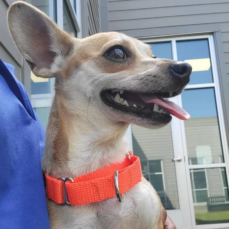 An adult small-sized female Yellow / Tan / Blond / Fawn Chihuahua dog named Roo for adoption in Chapel Hill, NC