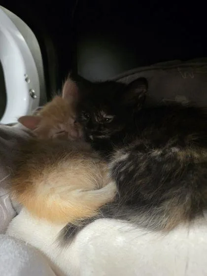 A baby small-sized male Domestic Long Hair cat named Egg for adoption in Shawano, WI