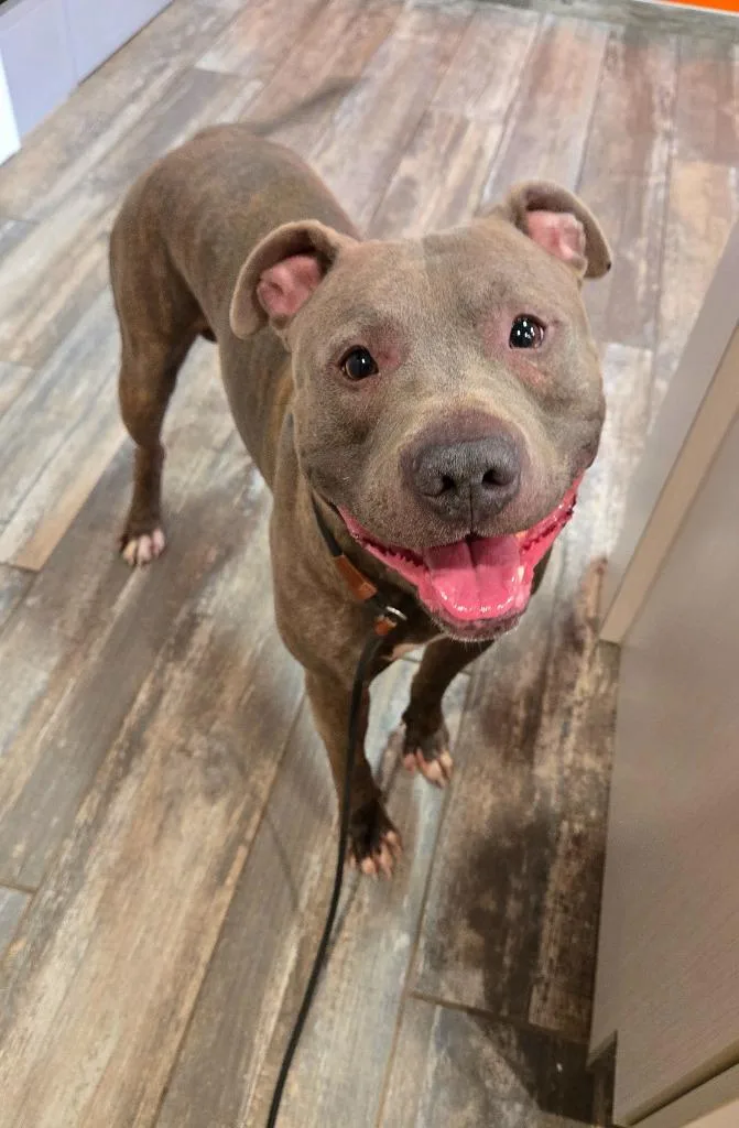 A young large-sized male Pit Bull Terrier dog named Bane Yrly for adoption in Sidney, OH