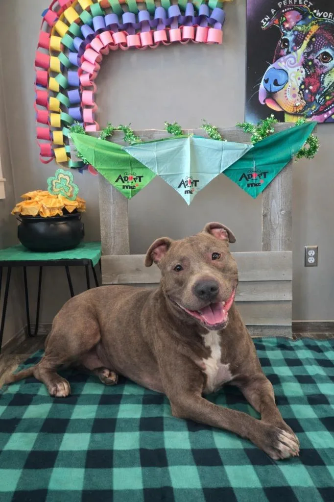 Bane Yrly thumbnail 2