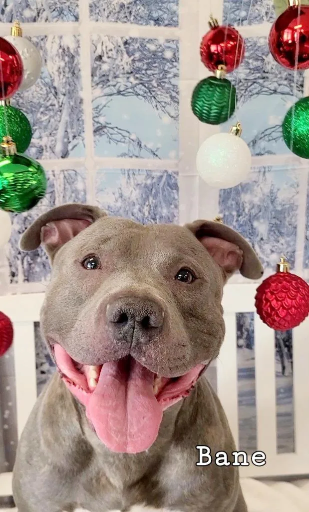 Bane Yrly thumbnail 4