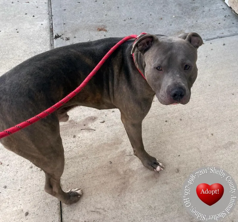 Bane Yrly thumbnail 5