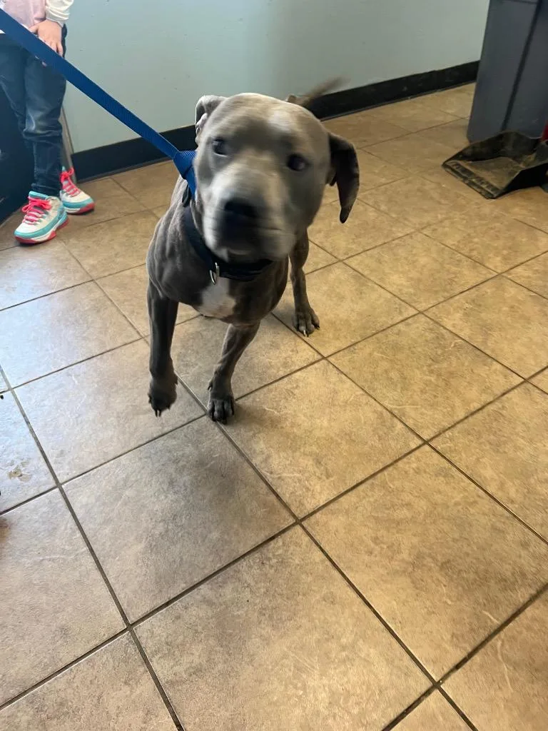 An adult large-sized female Pit Bull Terrier dog named Ellie for adoption in Marion, OH