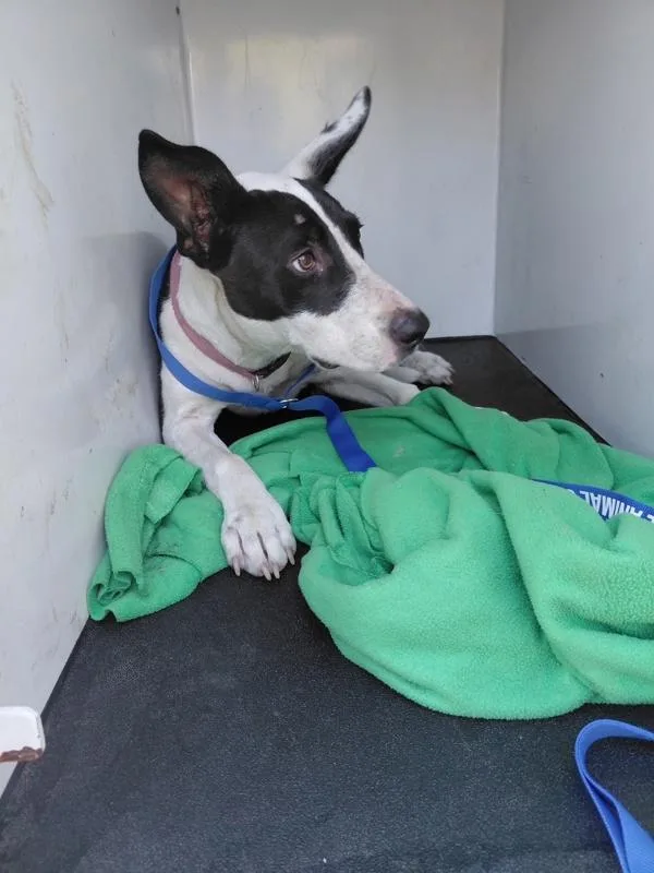 A young medium-sized female American Staffordshire Terrier dog named Deena for adoption in Tulare, CA