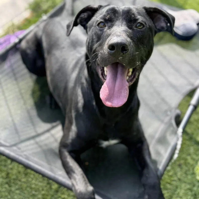 An adult large-sized male Black Labrador Retriever dog named Deacon for adoption in Monticello, IA