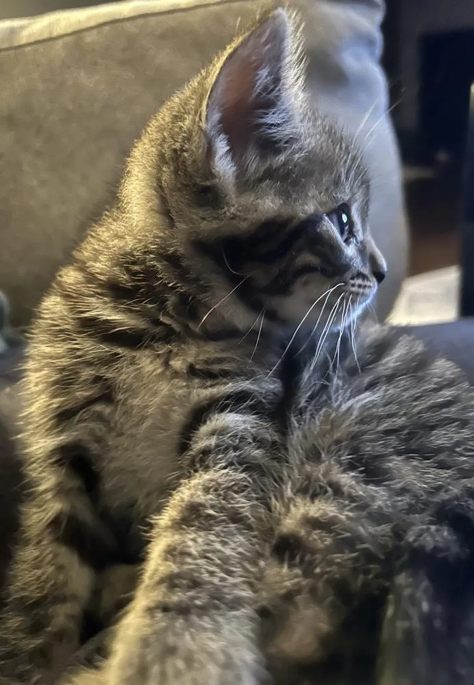 A baby small-sized male Domestic Short Hair cat named Pringles for adoption in Greenbelt, MD