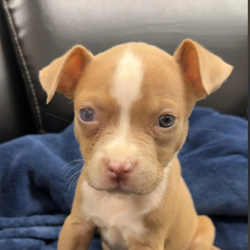 A baby small-sized female Yellow / Tan / Blond / Fawn Terrier dog named Sam for adoption in Bronson, FL