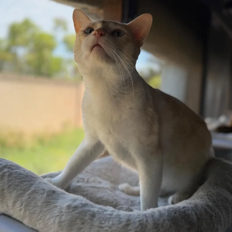 An adult small-sized male Flame Point Domestic Short Hair cat named Pluma for adoption in Long Beach, CA