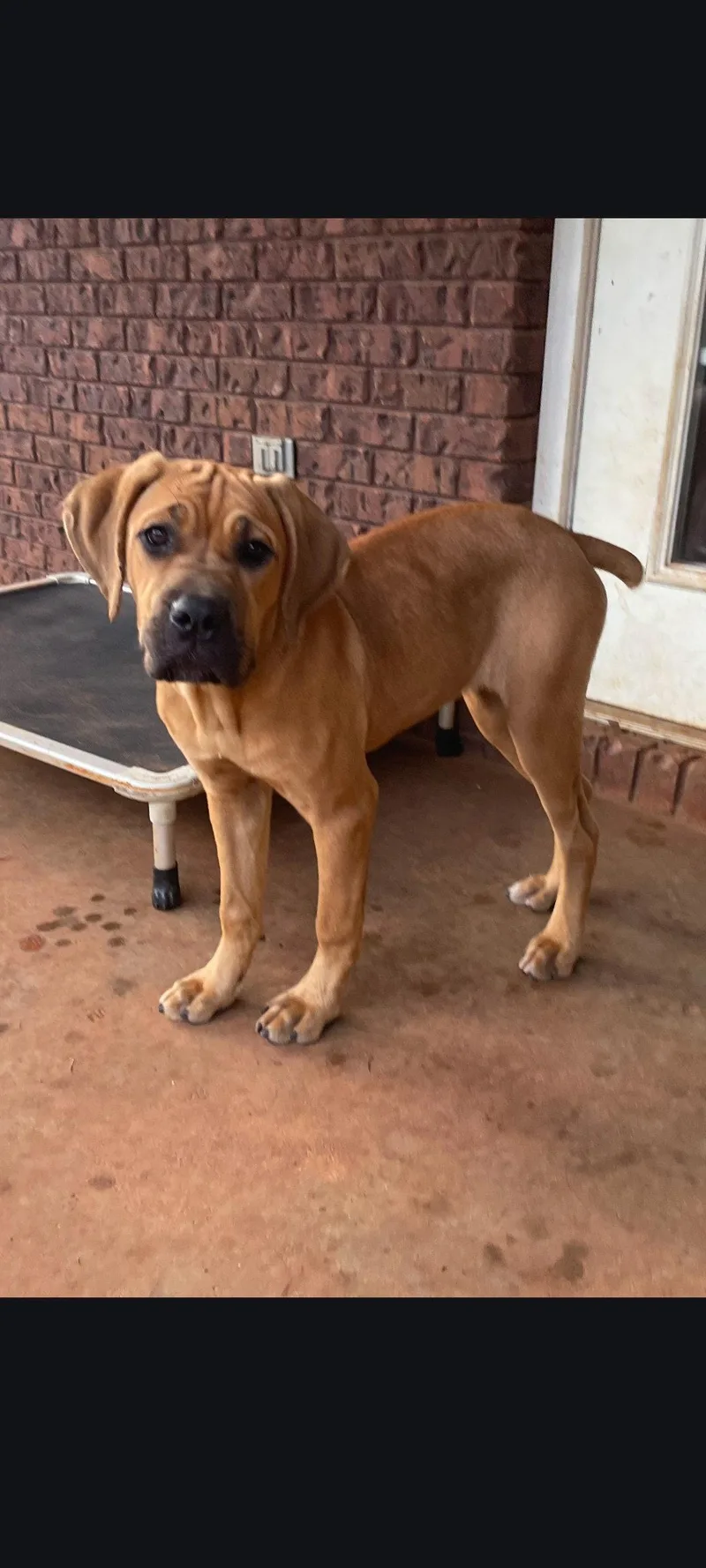 A young large-sized female Fila Brasileiro dog named Ginger for adoption in Sanford, FL