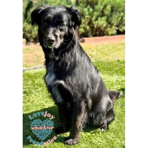 An adult medium-sized female Black Flat-Coated Retriever dog named Kona for adoption in Inglewood, CA