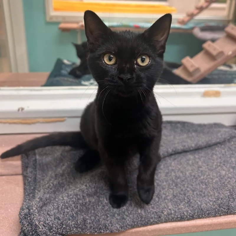 A baby small-sized female Black Domestic Short Hair cat named Pecial for adoption in Fresno, CA