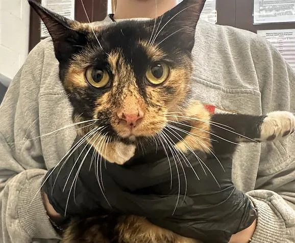 An adult medium-sized female Tortoiseshell Domestic Short Hair cat named Hazelnut for adoption in Nashville, TN
