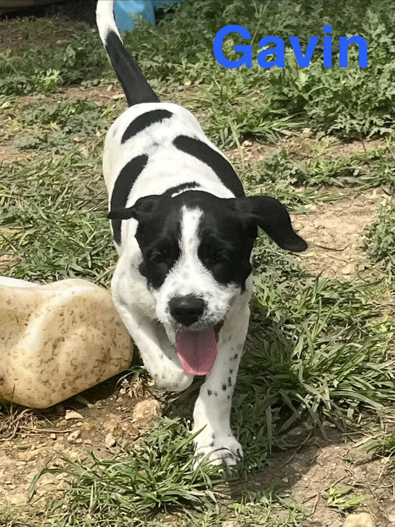 A baby medium-sized male English Bulldog dog named Gavin for adoption in Pipe Creek, TX