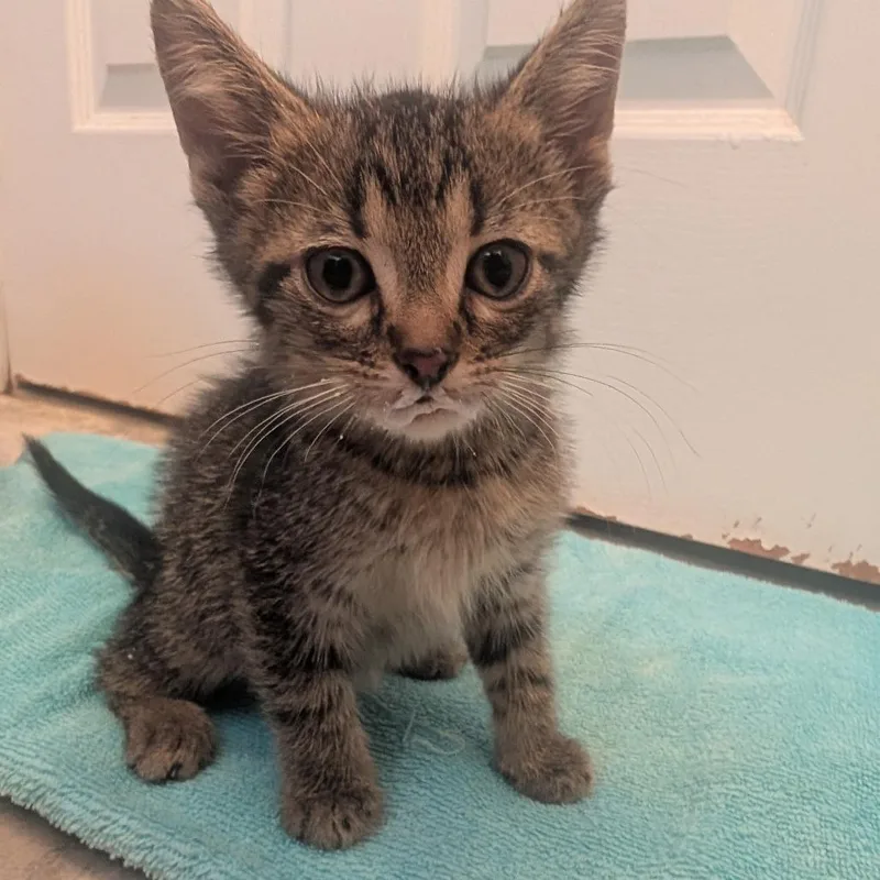 A baby small-sized male Gray / Blue / Silver Domestic Short Hair cat named Vespa for adoption in Jasper, IN