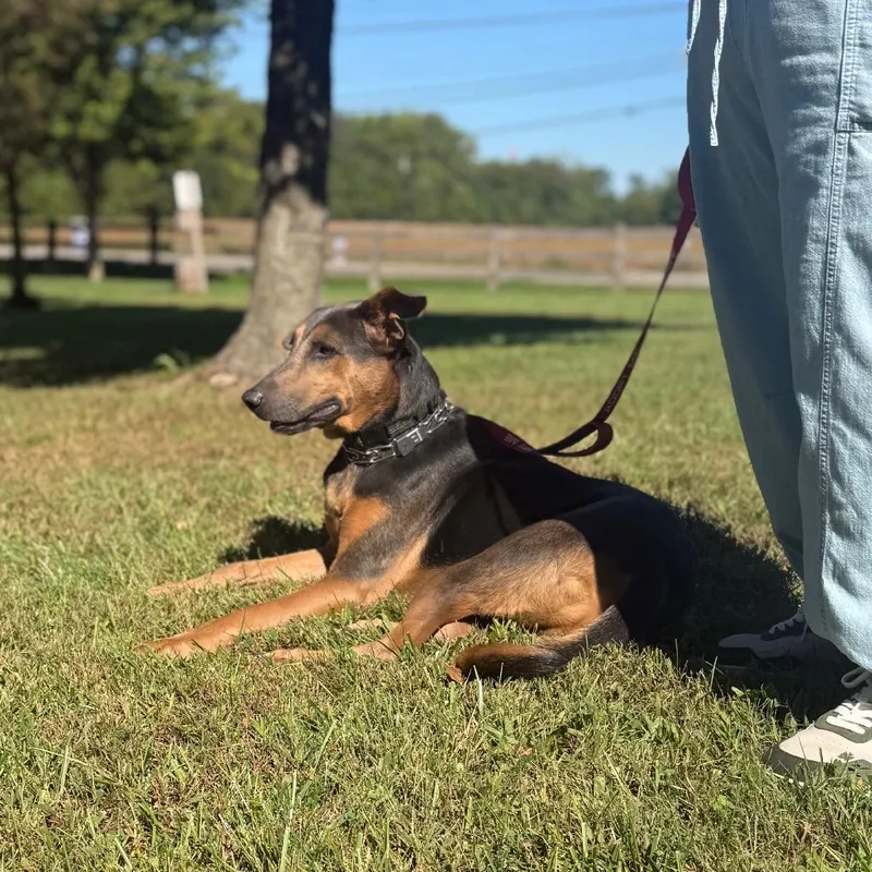 An adult large-sized male Doberman Pinscher dog named Les for adoption in Farmersville, OH