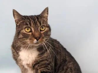 An adult small-sized female Domestic Short Hair cat named Hazel for adoption in Golden Valley, MN