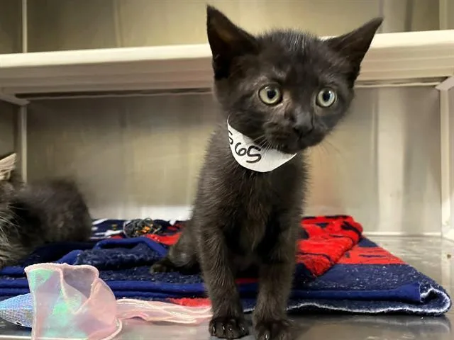 A baby small-sized female Domestic Short Hair cat named Brooklyn for adoption in Tustin, CA