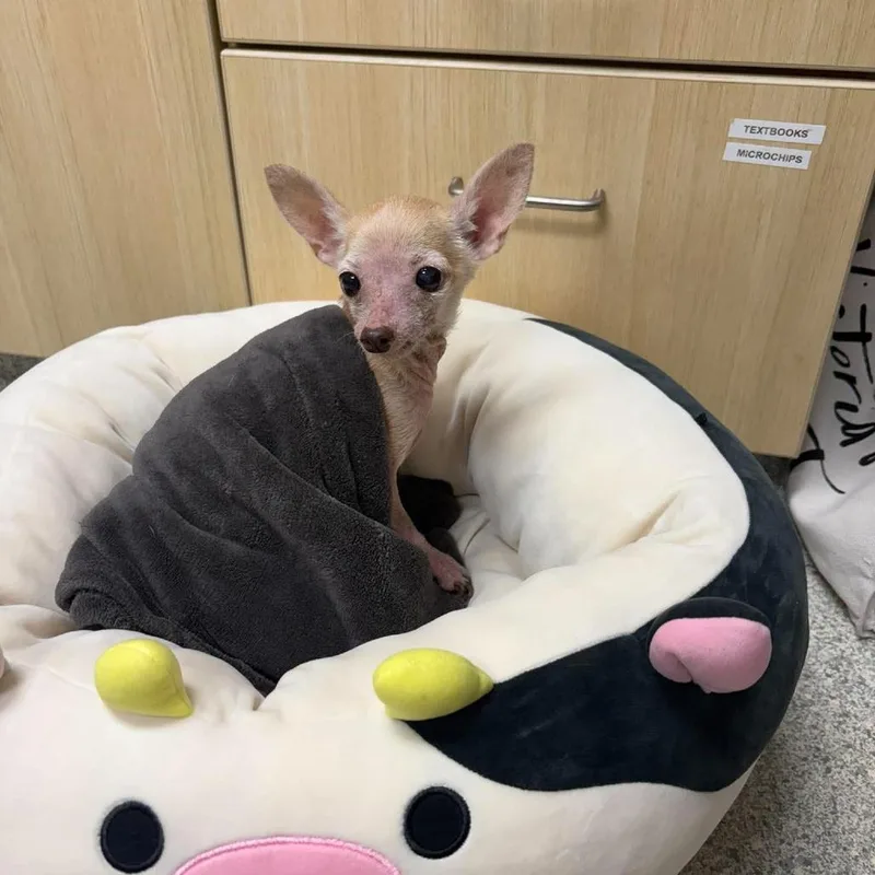 A senior small-sized female Yellow / Tan / Blond / Fawn Chihuahua dog named Little Rat for adoption in Northbrook, IL